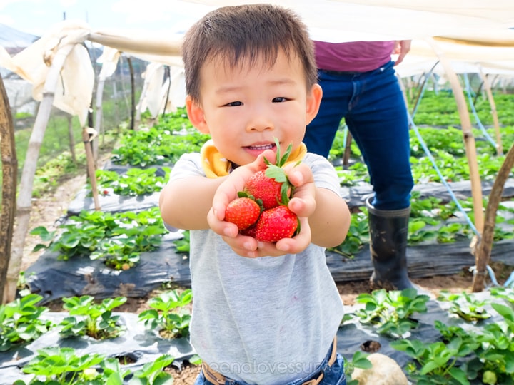 Baguio with a Toddler Strawberry Picking