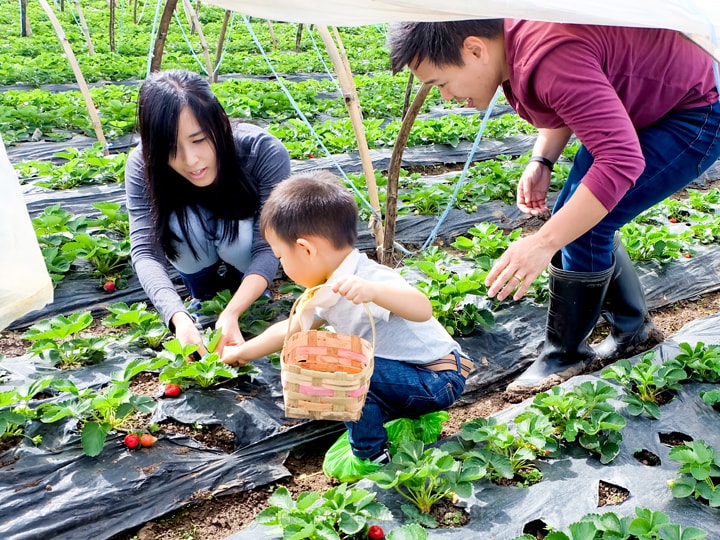 Baguio with a Toddler Strawberry Picking