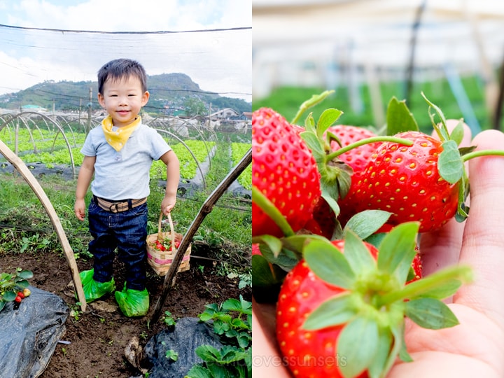 Strawberry Picking Baguio Kids La Trinidad