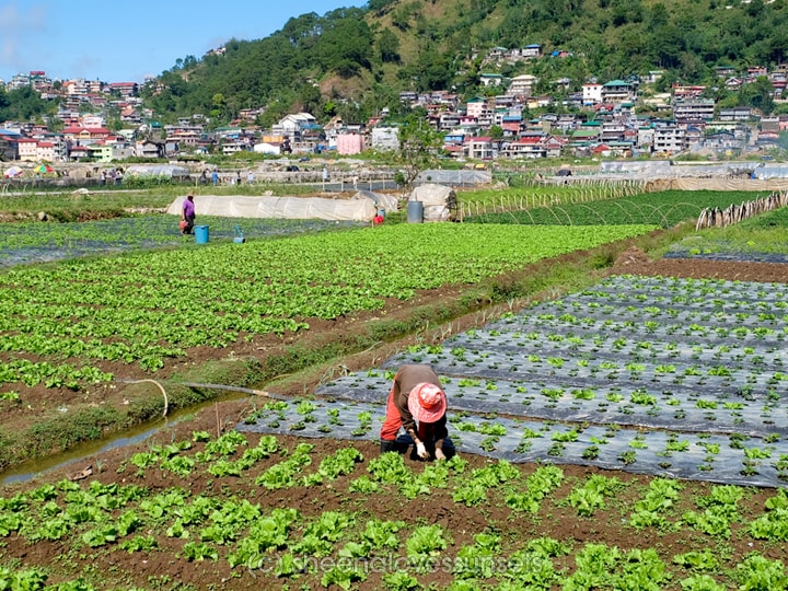 Strawberry Picking Baguio Kids La Trinidad