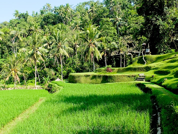 3 Days Bali Rice Terrace
