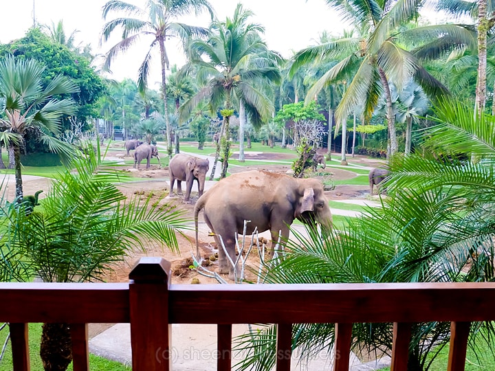 Elephant Safari Park Lodge Bali 15-min