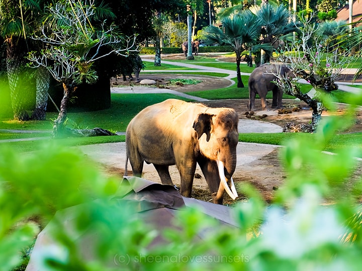 Elephant Safari Park Lodge Bali 19-min