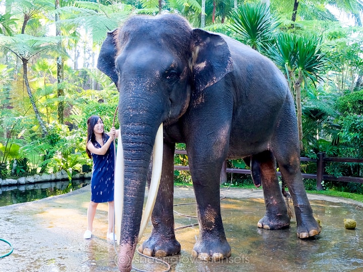 Elephant Safari Park Lodge Bali Bathing Elephants