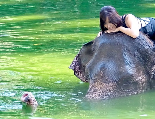 Elephant Safari Park Lodge Bali Swimming with Elephants