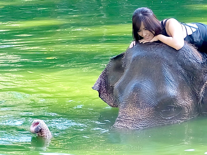 Elephant Safari Park Lodge Bali 21-min