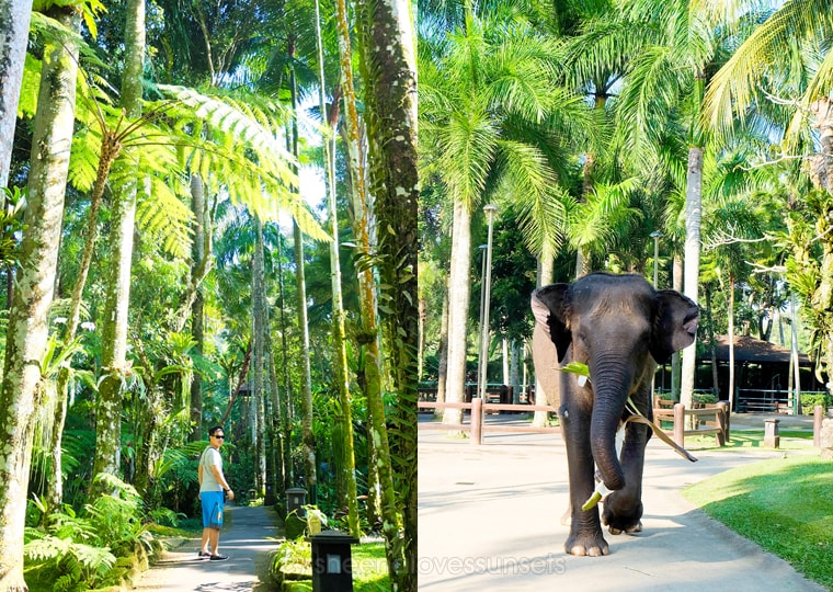 Elephant Safari Park Lodge Bali 31-min