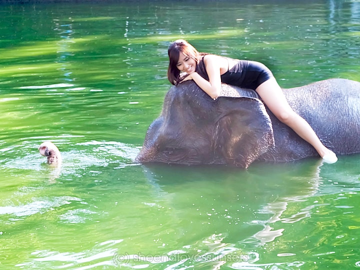 Elephant Safari Park Lodge Bali 4-min