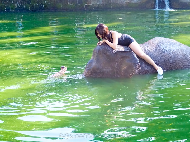 Elephant Safari Park Lodge Bali 5-min