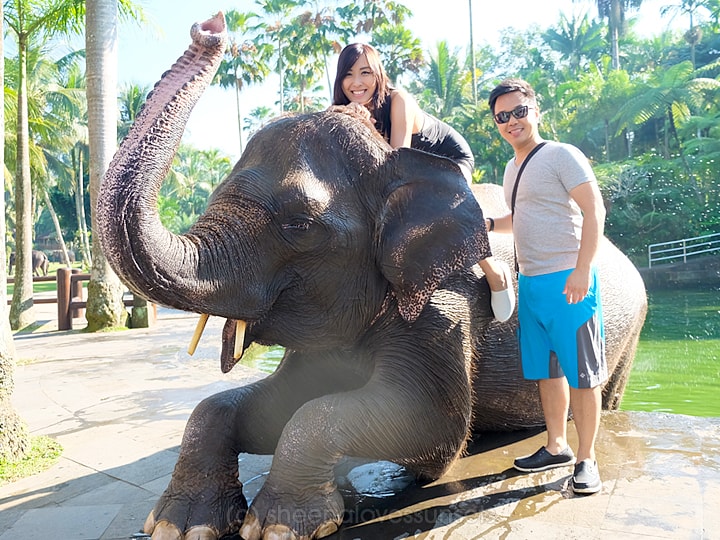 Elephant Safari Park Lodge Bali 6-min