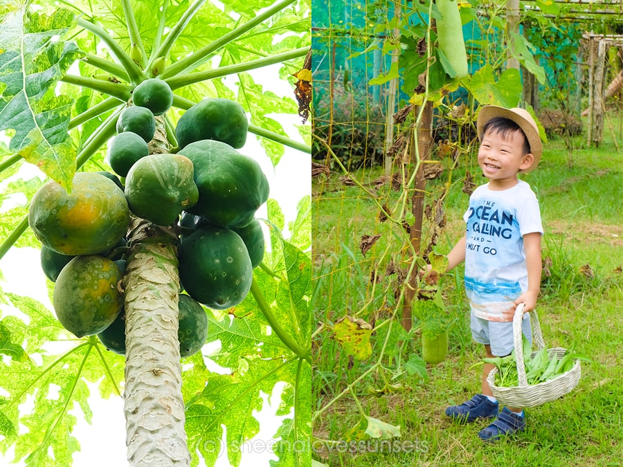 Greens and Patches Nuvali Seda