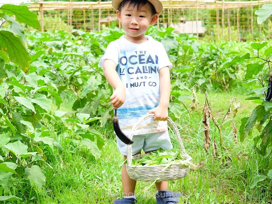 Greens and Patches Nuvali Seda