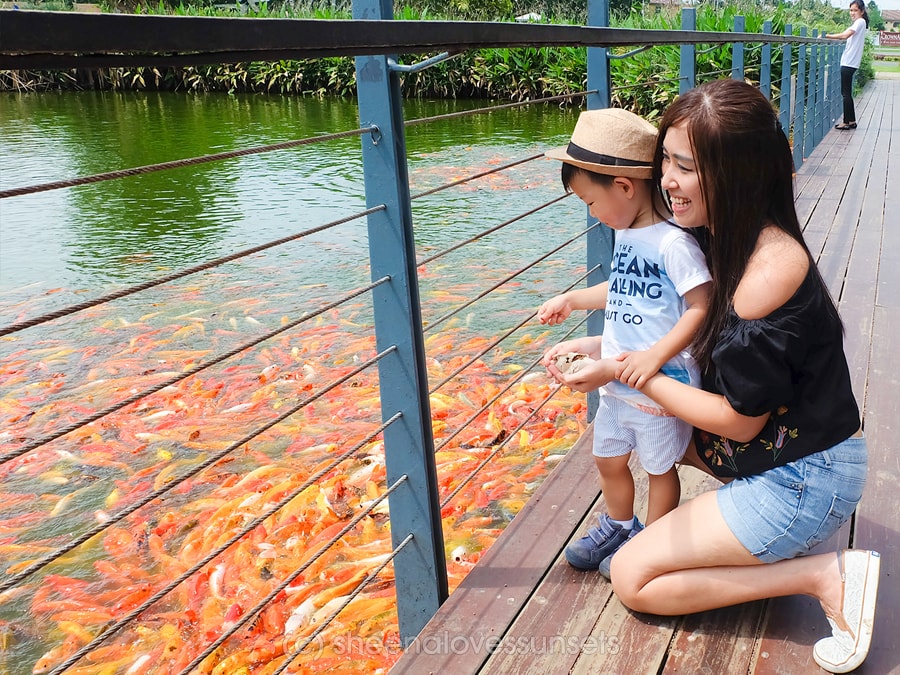 Boating Fish Feeding Nuvali Seda