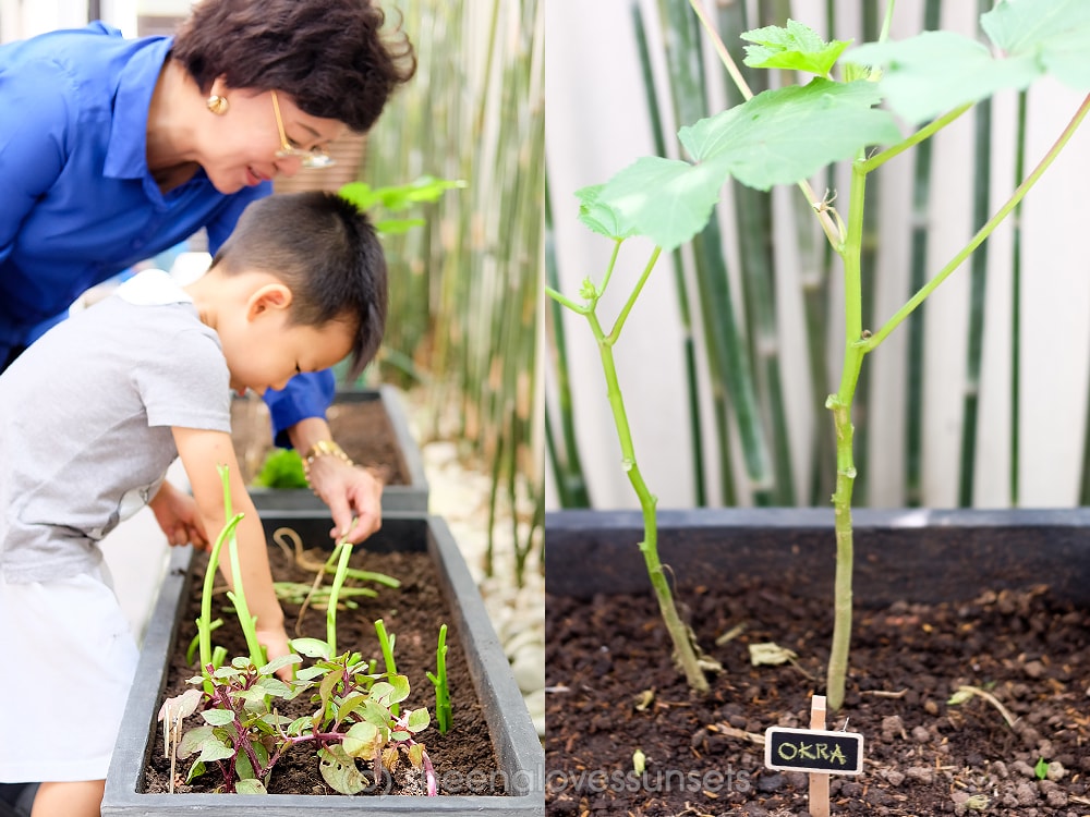 Vegetable Garden Home 1-min