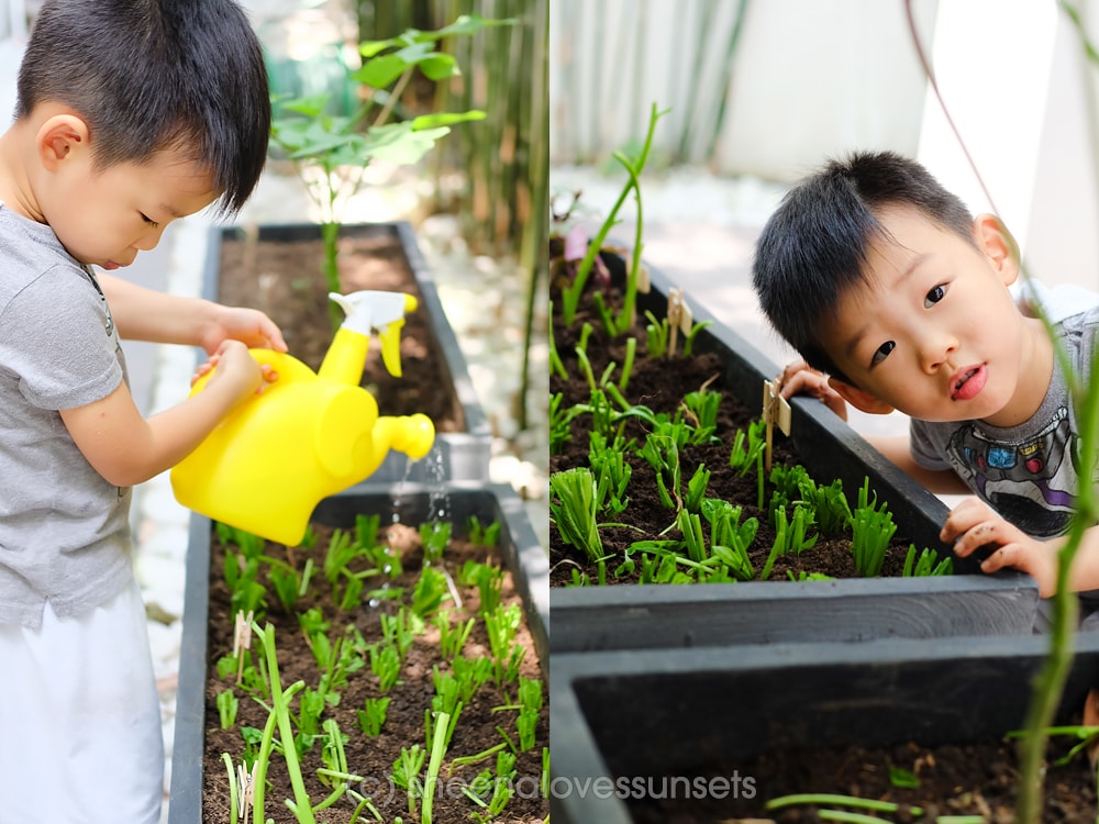 Vegetable Garden Home 10-min