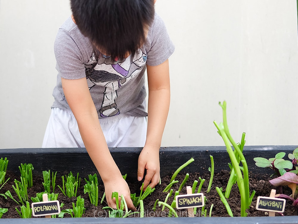 Vegetable Garden Home 2-min