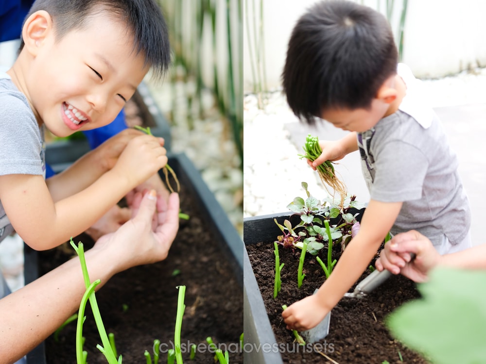 Vegetable Garden Home 5-min