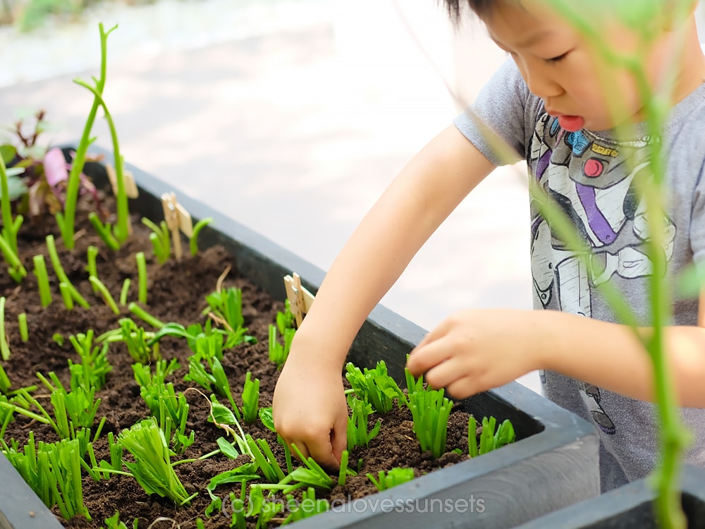 Vegetable Garden Home 7-min