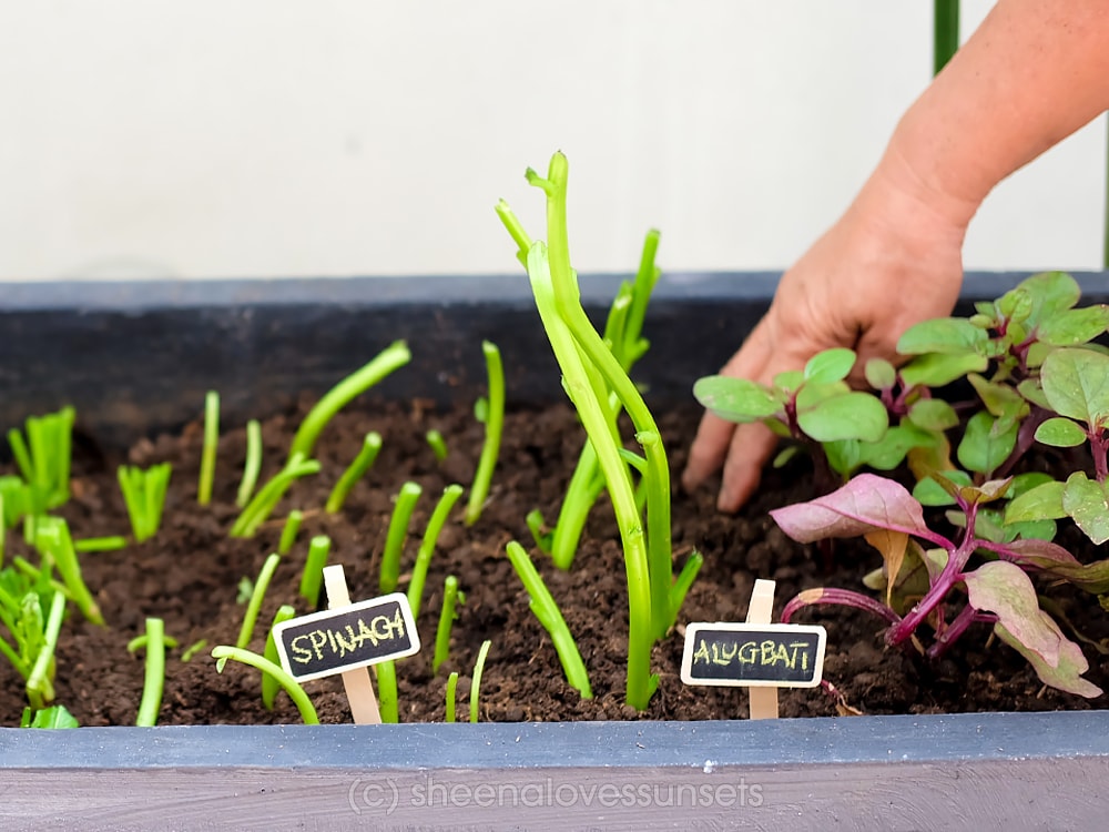 Vegetable Garden Home 8-min