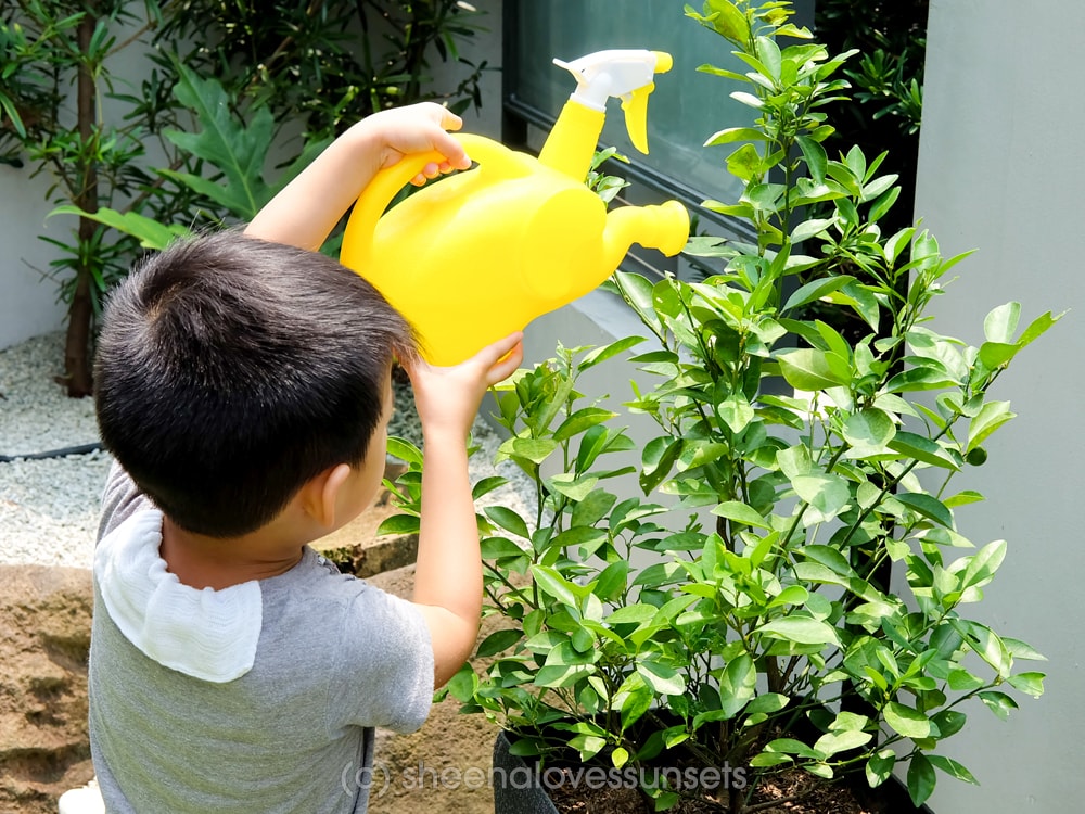 Vegetable Garden Home 9-min