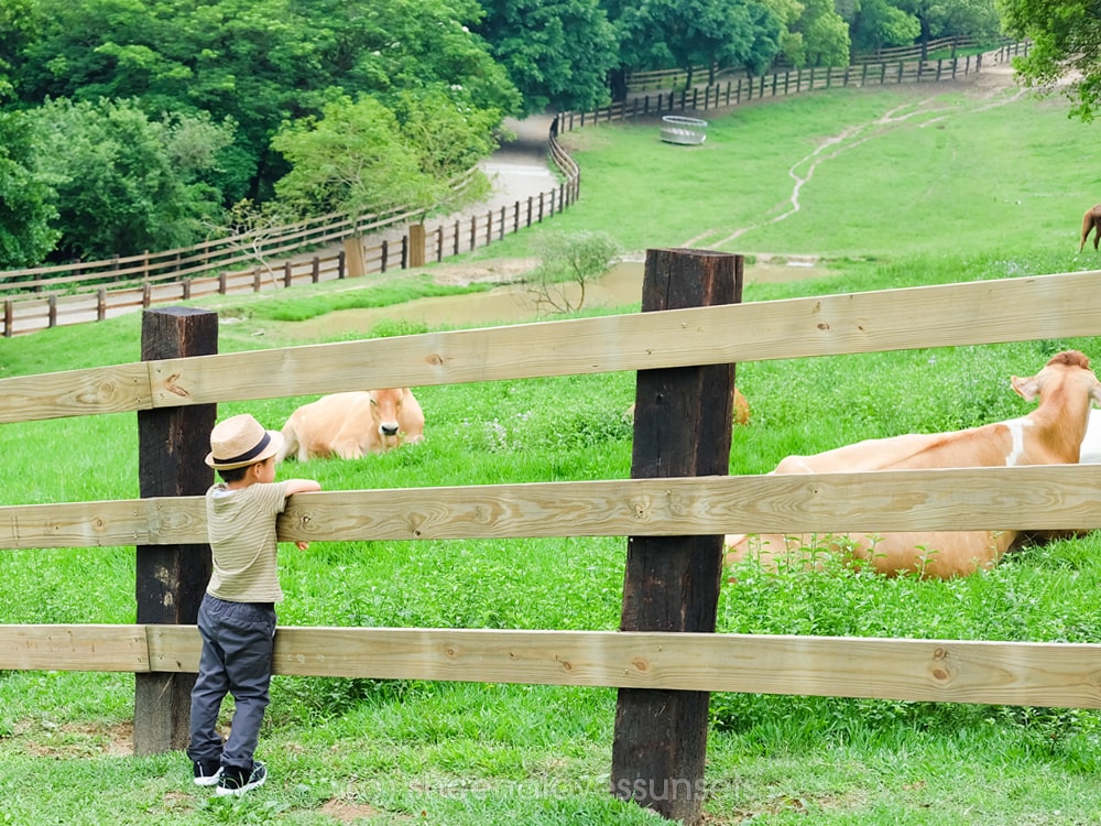 Flying Cow Ranch 5-min