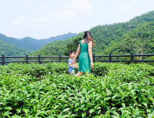 Ba Gua Tea Garden Plantation