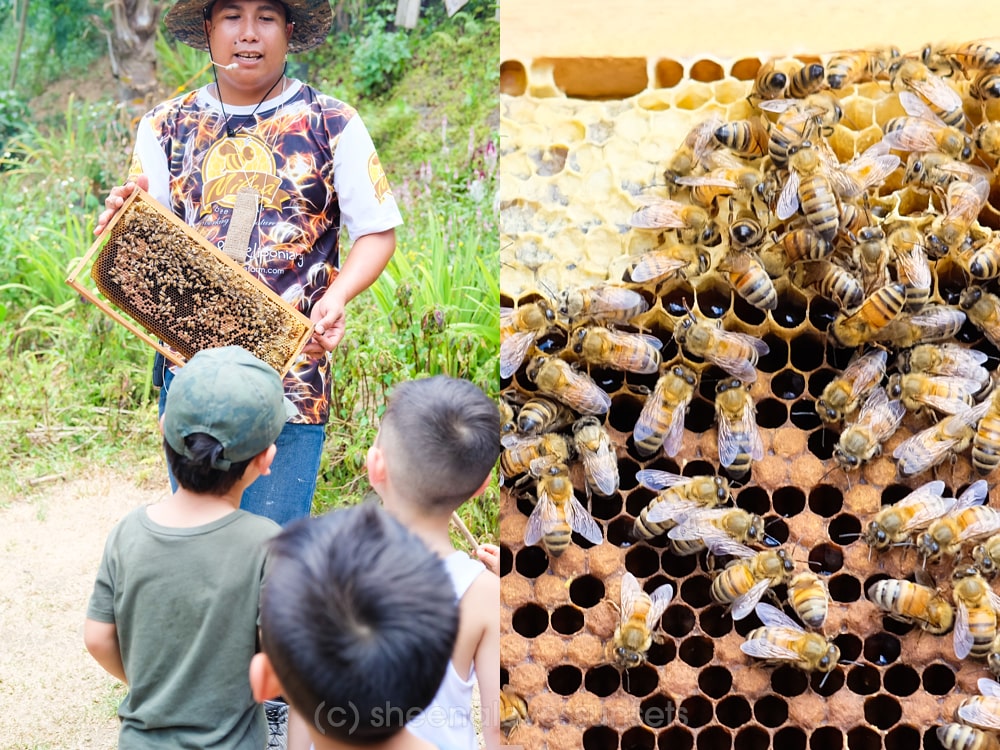 Milea Bee Farm Kids 17-min