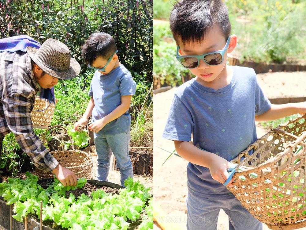 Milea Bee Farm Kids 3-min