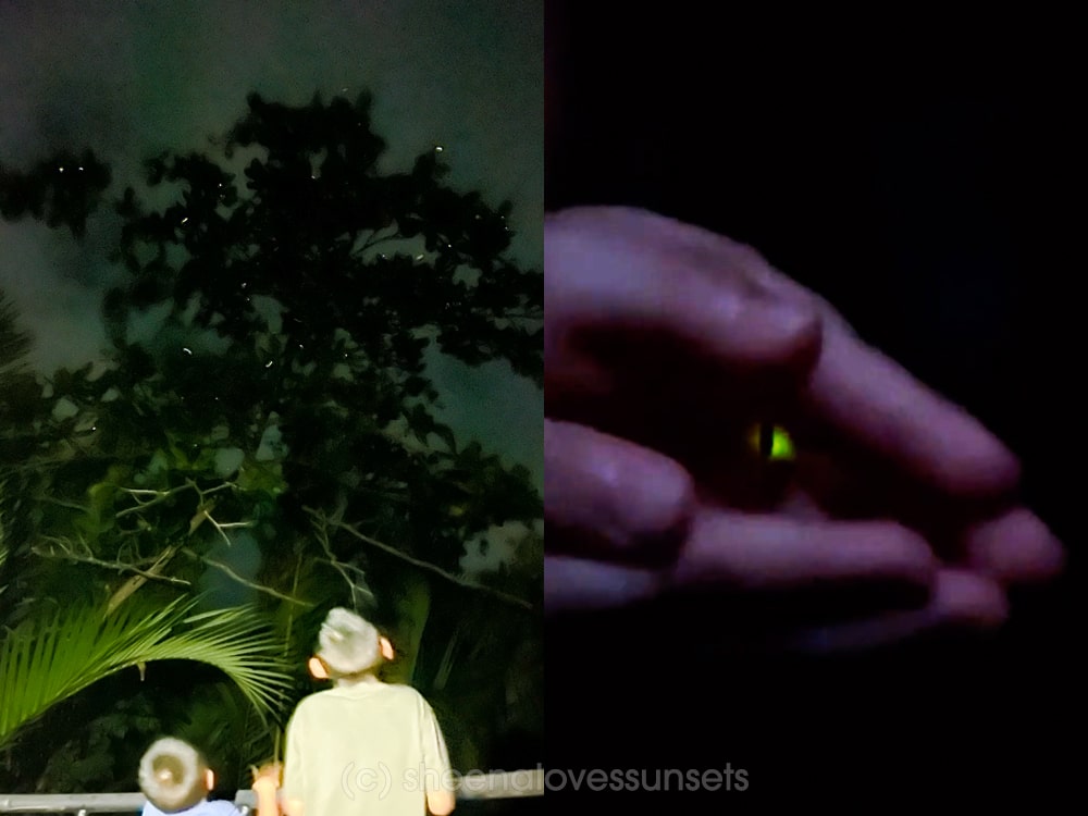 Bohol Loay Firefly Rio Verde Tour-min